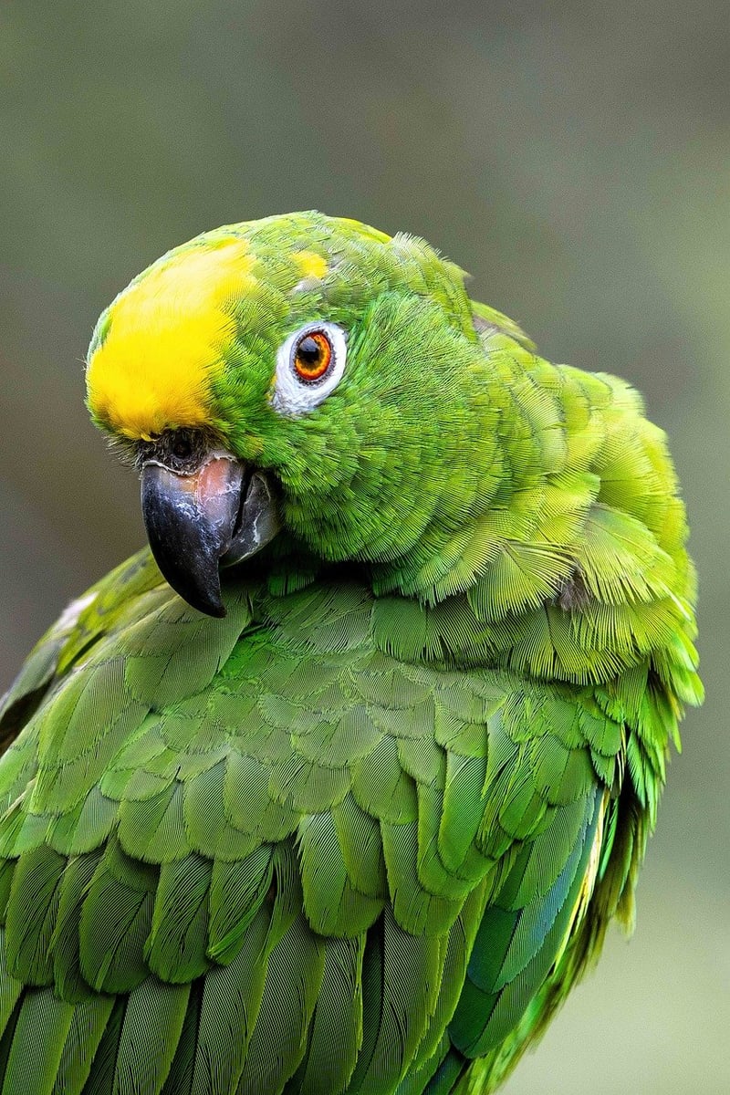 Amazon Rainforest