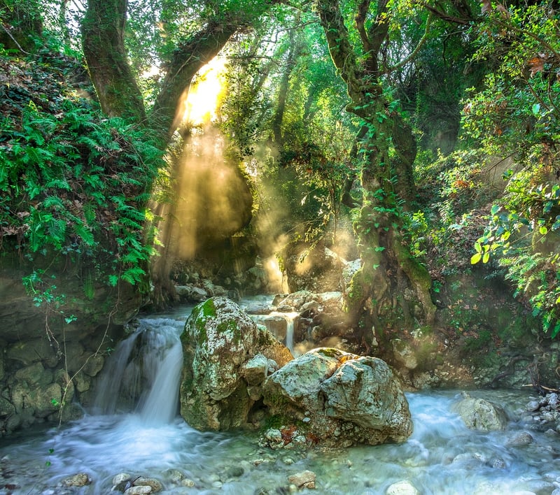 Rainforest Jungle